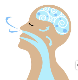 The Science of Nasal Breathing: What Neuroscientist Andrew Huberman Recommends